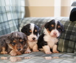 Small Photo #7 Cardigan Welsh Corgi-Poodle (Miniature) Mix Puppy For Sale in FREDERICK, MD, USA