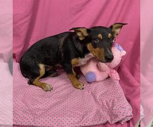 Cardigan Welsh Corgi-Unknown Mix Dogs for adoption in Modesto, CA, USA