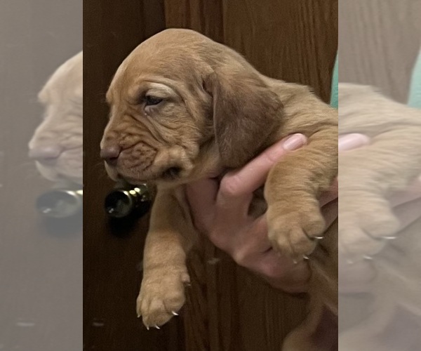 Medium Photo #8 Bloodhound Puppy For Sale in FORT MORGAN, CO, USA