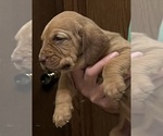 Red LM 6 - Male Bloodhound Puppy for Sale - Photo #8