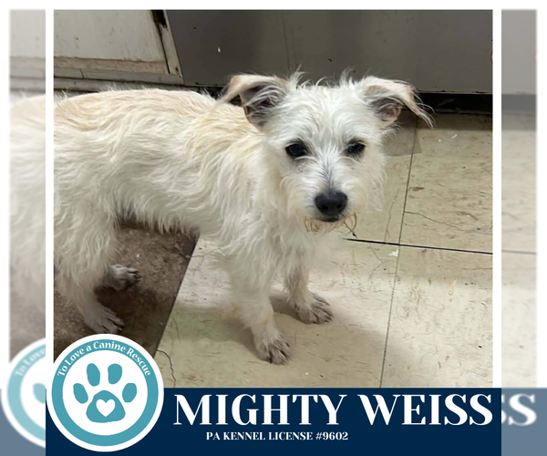 Medium Photo #1 Maltese-Unknown Mix Puppy For Sale in Kimberton, PA, USA