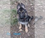 Small Photo #1 German Shepherd Dog Puppy For Sale in Des Moines, IA, USA