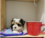 Small #2 Morkie