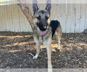 German Shepherd Dog Dogs for adoption in San Diego, CA, USA