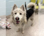 Small Alaskan Malamute