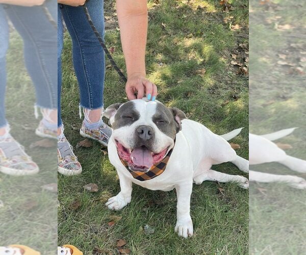 Medium Photo #2 Bulldog-Unknown Mix Puppy For Sale in Perth Amboy, NJ, USA