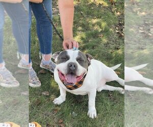 Bulldog-Unknown Mix Dogs for adoption in Perth Amboy, NJ, USA