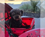 Small #3 Poodle (Miniature)