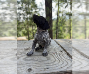 German Shorthaired Pointer Puppy for sale in TUOLUMNE, CA, USA