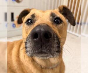 German Shepherd Dog Dogs for adoption in Alameda, CA, USA