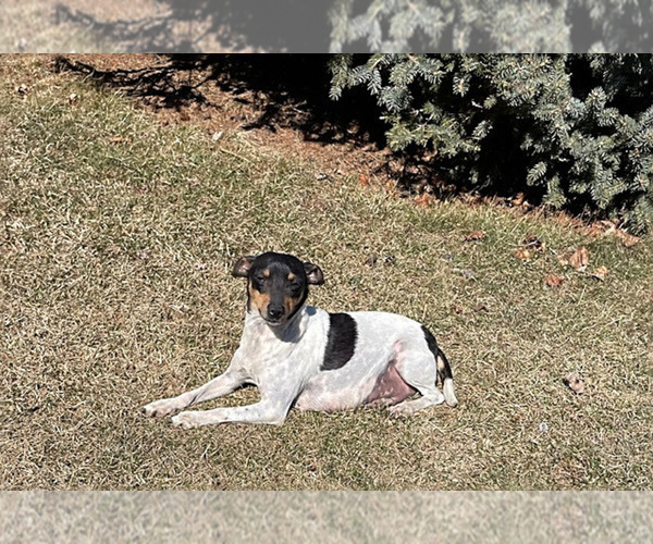 Medium Photo #1 Rat Terrier Puppy For Sale in MIDDLEBURY, IN, USA