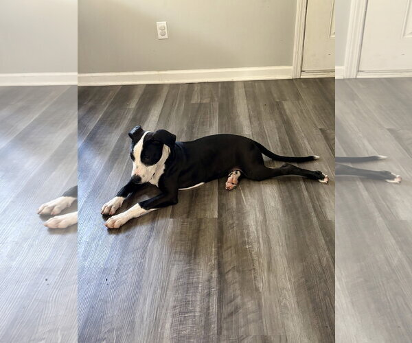 Medium Photo #5 American Staffordshire Terrier-Unknown Mix Puppy For Sale in Holly Springs, NC, USA