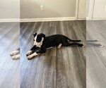 Small #4 American Staffordshire Terrier Mix