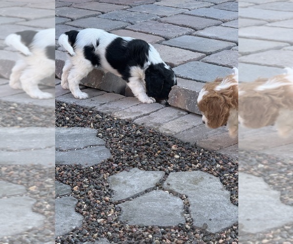 Medium Photo #22 Cavapoo (Miniature) Puppy For Sale in SAINT FRANCIS, MN, USA