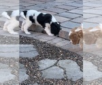 Small Photo #22 Cavapoo (Miniature) Puppy For Sale in SAINT FRANCIS, MN, USA