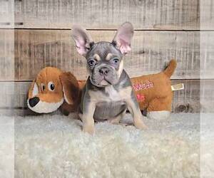 French Bulldog Puppy for sale in JASONVILLE, IN, USA