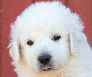 Maremma Sheepdog Puppy for sale in ELK GROVE, CA, USA