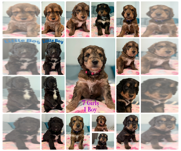 Medium Photo #1 Bernedoodle Puppy For Sale in VENTURA, CA, USA