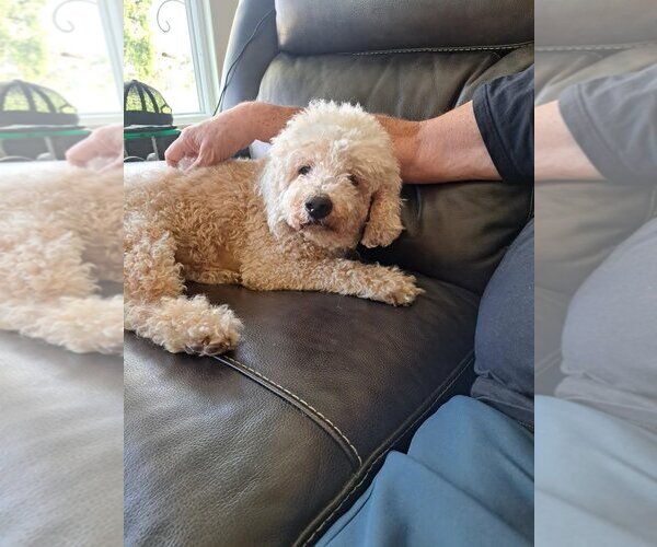 Medium Photo #2 Poodle (Miniature)-Unknown Mix Puppy For Sale in  Ramona, CA, USA