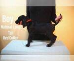 Puppy 7 German Shorthaired Lab