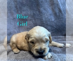 Medium Golden Retriever