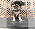 Small #20 Siberian Husky Mix