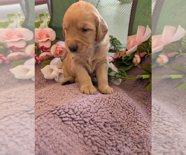 Medium Photo #18 English Cream Golden Retriever Puppy For Sale in DOLORES, CO, USA