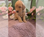 Small #17 English Cream Golden Retriever