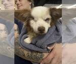 Small #6 Chihuahua Mix