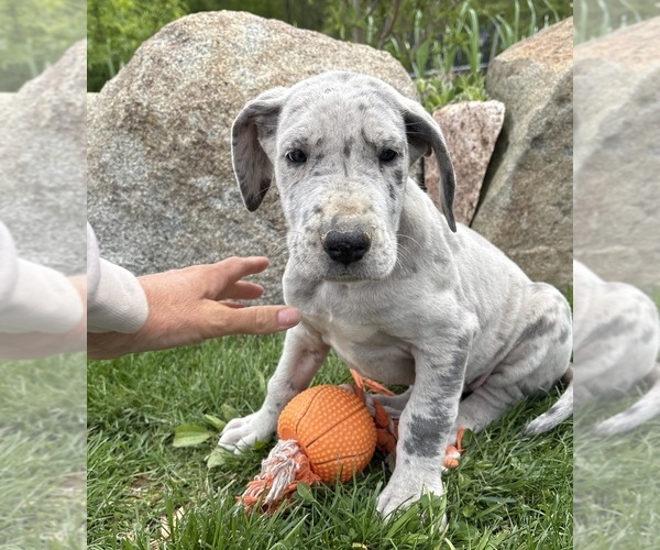 Medium Photo #3 Great Dane Puppy For Sale in MIDDLEBURY, IN, USA
