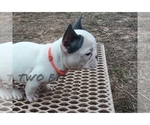 Small Photo #2 French Bulldog Puppy For Sale in ROCK ISLAND, TN, USA