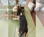 Small Photo #13 Beagle Puppy For Sale in HAZEL GREEN, AL, USA