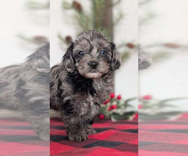 Medium Photo #11 Cockapoo (Miniature) Puppy For Sale in GOSHEN, IN, USA
