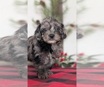 Small #10 Cockapoo (Miniature)