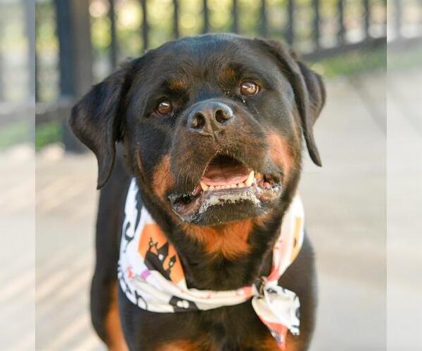 Medium Photo #3 Rottweiler Puppy For Sale in Fort Lauderdale, FL, USA