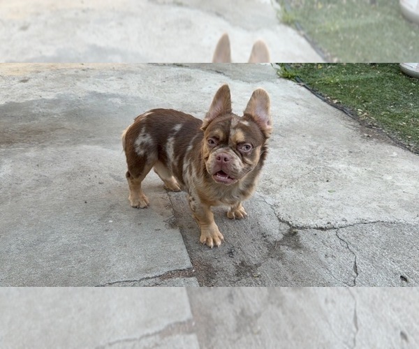 Medium Photo #1 French Bulldog Puppy For Sale in SOUTH GATE, CA, USA