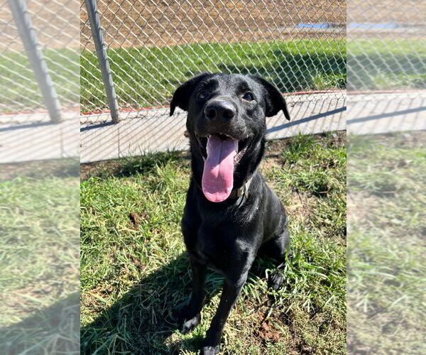 Medium Photo #4 Labrador Retriever-Unknown Mix Puppy For Sale in Pierceton , IN, USA