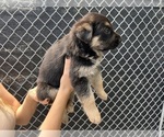 Small Photo #17 German Shepherd Dog Puppy For Sale in MIAMI BEACH, FL, USA