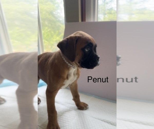 Medium Photo #46 Boxer Puppy For Sale in EUREKA, IL, USA