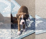 Small #8 Boxer