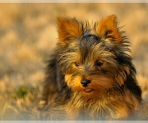 Mother of the Yorkshire Terrier puppies born on 06/20/2021