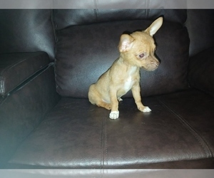 Chihuahua Puppy for sale in HAYES, VA, USA