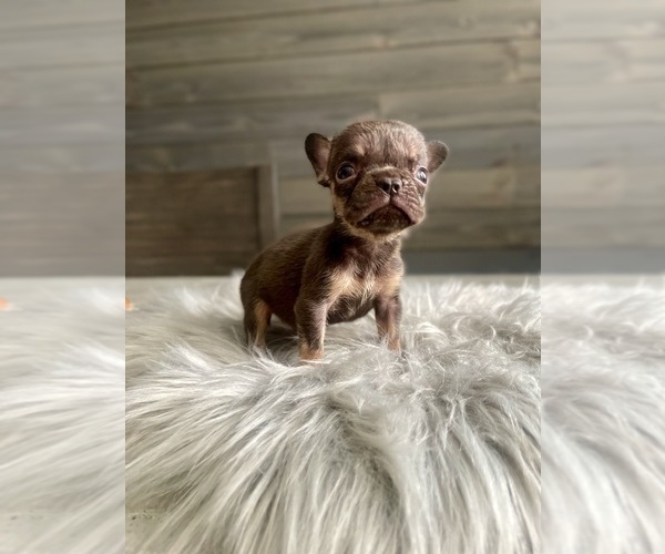 Medium Photo #7 French Bulldog Puppy For Sale in EASTVALE, CA, USA