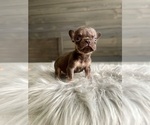 Small #6 French Bulldog
