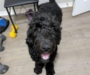 Goldendoodle Puppy for sale in OKLAHOMA CITY, OK, USA
