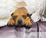 Small #1 American Staffordshire Terrier Mix