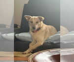 Small #2 Collie Mix