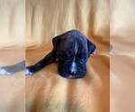 Small Photo #6 Boxer Puppy For Sale in LAUREL, DE, USA