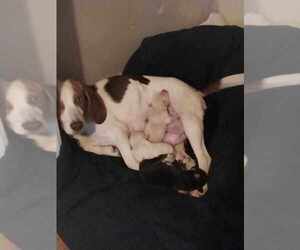 Beagle-Border Collie Mix Puppy for sale in LEBANON, VA, USA