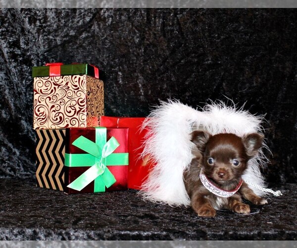 Medium Photo #12 Chihuahua Puppy For Sale in CHARLESTON, AR, USA